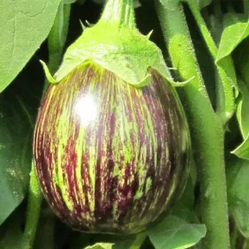 Natural Brinjal 